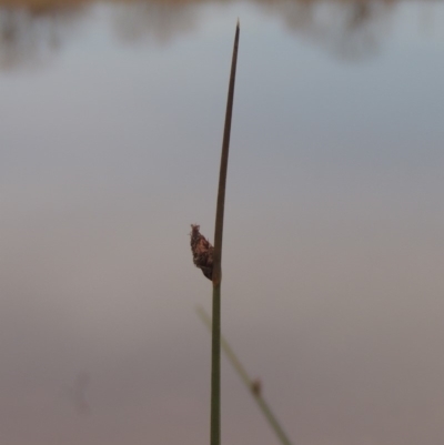 Schoenoplectus pungens (Common Three-Square) at Barton, ACT - 28 May 2018 by MichaelBedingfield