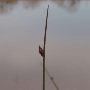 Schoenoplectus pungens at Barton, ACT - 28 May 2018