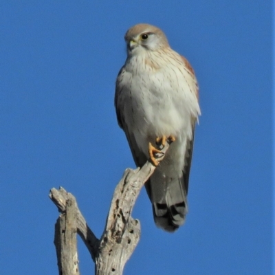 Falco cenchroides (Nankeen Kestrel) at Sutton, NSW - 6 Jun 2018 by KumikoCallaway