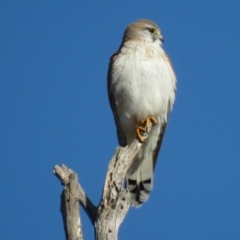 Falco cenchroides at Sutton, NSW - 7 Jun 2018
