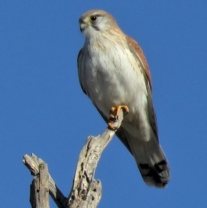 Falco cenchroides at Sutton, NSW - 7 Jun 2018