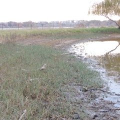 Schoenoplectus pungens (Common Three-Square) at Jerrabomberra Wetlands - 28 May 2018 by michaelb