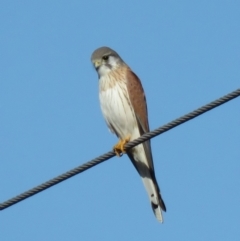 Falco cenchroides (Nankeen Kestrel) at Gundaroo, NSW - 7 Jun 2018 by KumikoCallaway