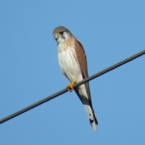 Falco cenchroides at Gundaroo, NSW - 7 Jun 2018