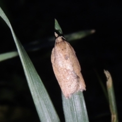 Epiphyas postvittana (Light Brown Apple Moth) at Pollinator-friendly garden Conder - 26 Nov 2017 by michaelb