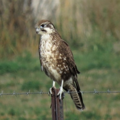 Falco berigora (Brown Falcon) at Gundaroo, NSW - 7 Jun 2018 by KumikoCallaway