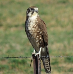 Falco berigora at Gundaroo, NSW - 7 Jun 2018