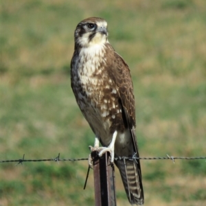 Falco berigora at Gundaroo, NSW - 7 Jun 2018