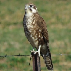 Falco berigora at Gundaroo, NSW - 7 Jun 2018