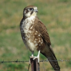 Falco berigora at Gundaroo, NSW - 7 Jun 2018 10:57 AM