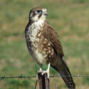 Falco berigora at Gundaroo, NSW - 7 Jun 2018