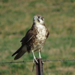 Falco berigora at Gundaroo, NSW - 7 Jun 2018