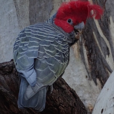 Callocephalon fimbriatum (Gang-gang Cockatoo) at Griffith, ACT - 6 Jun 2018 by roymcd