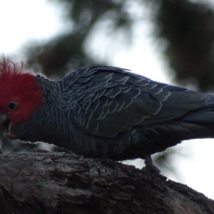 Callocephalon fimbriatum at Griffith, ACT - 6 Jun 2018