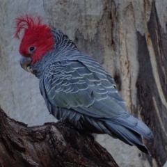 Callocephalon fimbriatum at Griffith, ACT - suppressed