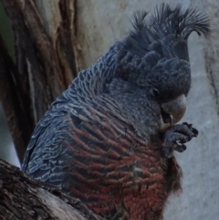 Callocephalon fimbriatum at Griffith, ACT - suppressed