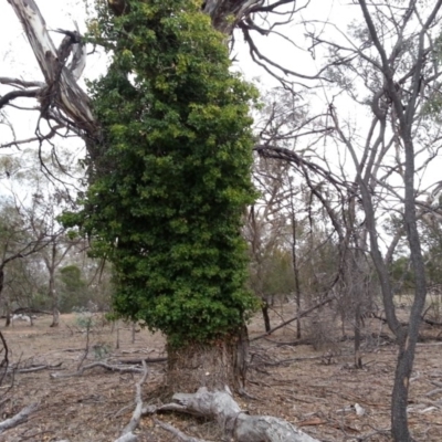 Hedera sp. (helix or hibernica) (Ivy) at Majura, ACT - 8 Jun 2018 by SilkeSma