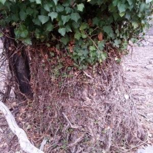 Hedera sp. (helix or hibernica) at Mount Ainslie - 8 Jun 2018