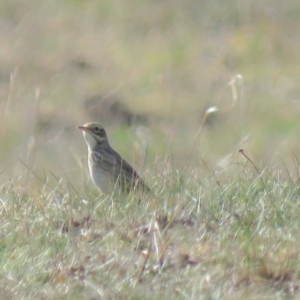 Anthus australis at Gundaroo, NSW - 7 Jun 2018 10:50 AM