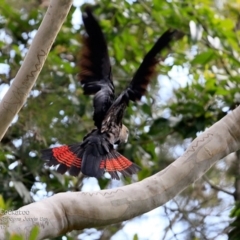 Calyptorhynchus lathami (Glossy Black-Cockatoo) at Undefined - 20 Apr 2017 by Charles Dove