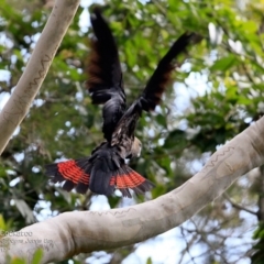 Calyptorhynchus lathami lathami (Glossy Black-Cockatoo) at Booderee National Park - 20 Apr 2017 by CharlesDove