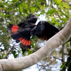 Calyptorhynchus lathami lathami at undefined - suppressed