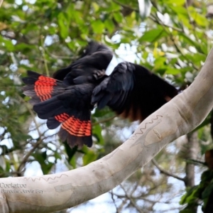 Calyptorhynchus lathami lathami at undefined - 21 Apr 2017