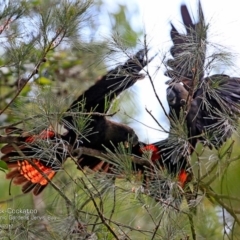 Calyptorhynchus lathami lathami at undefined - suppressed