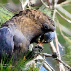 Calyptorhynchus lathami lathami at undefined - suppressed