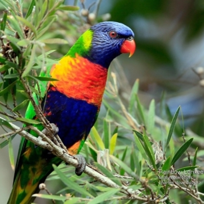 Trichoglossus moluccanus (Rainbow Lorikeet) at Undefined - 17 Apr 2017 by Charles Dove