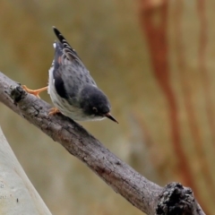 Daphoenositta chrysoptera (Varied Sittella) at Booderee National Park - 20 Apr 2017 by CharlesDove