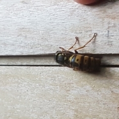 Vespula germanica (European Wasp, German Yellowjacket Wasp) at Cotter River, ACT - 18 May 2018 by Maliyan