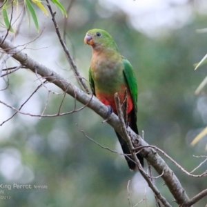 Alisterus scapularis at Burrill Lake Aboriginal Cave Walking Track - 12 Apr 2017