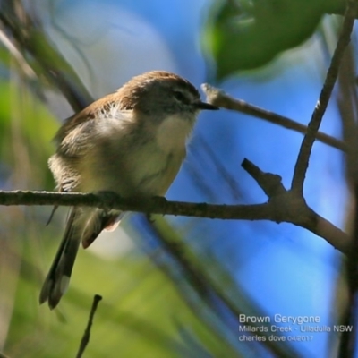 Gerygone mouki (Brown Gerygone) at Ulladulla - Millards Creek - 9 Apr 2017 by Charles Dove