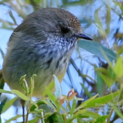 Acanthiza pusilla (Brown Thornbill) at Ulladulla, NSW - 9 Apr 2017 by Charles Dove