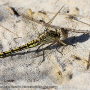 Orthetrum caledonicum at South Pacific Heathland Reserve - 11 Apr 2017 12:00 AM