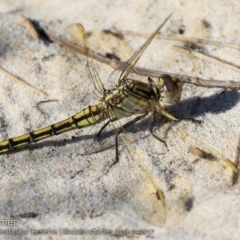 Orthetrum caledonicum (Blue Skimmer) at South Pacific Heathland Reserve - 10 Apr 2017 by Charles Dove