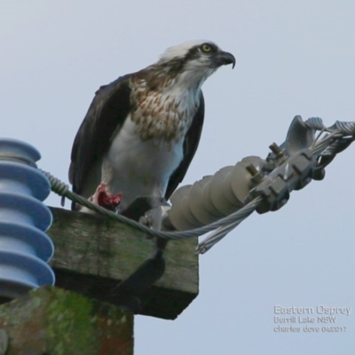 Pandion haliaetus (Osprey) at Undefined - 10 Apr 2017 by CharlesDove