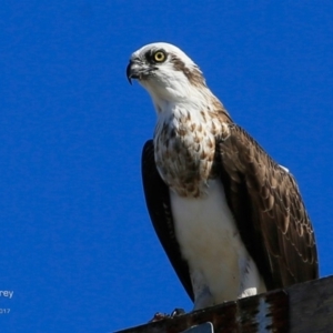 Pandion haliaetus at undefined - 10 Apr 2017