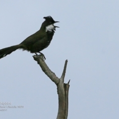 Psophodes olivaceus (Eastern Whipbird) at Coomee Nulunga Cultural Walking Track - 10 Apr 2017 by Charles Dove