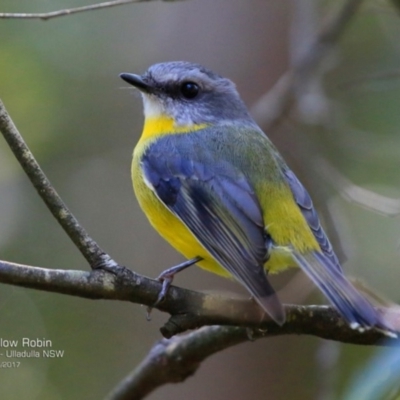 Eopsaltria australis (Eastern Yellow Robin) at Ulladulla, NSW - 9 Apr 2017 by Charles Dove
