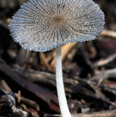 Unidentified Fungus at Undefined - 14 Apr 2017 by Charles Dove