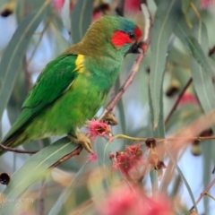 Glossopsitta concinna (Musk Lorikeet) at Undefined - 11 Apr 2017 by Charles Dove