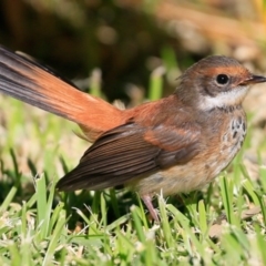 Rhipidura rufifrons (Rufous Fantail) at Undefined - 13 Apr 2017 by Charles Dove