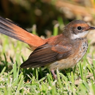 Rhipidura rufifrons (Rufous Fantail) at Undefined - 13 Apr 2017 by Charles Dove