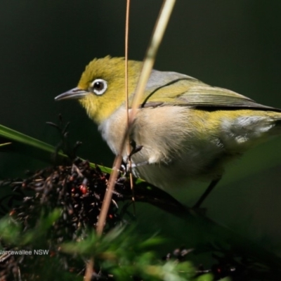 Zosterops lateralis (Silvereye) at Narrawallee Foreshore and Reserves Bushcare Group - 11 Apr 2017 by CharlesDove