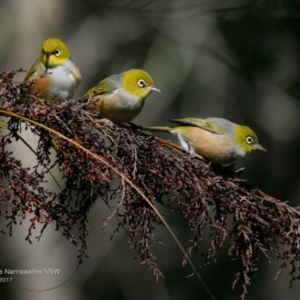 Zosterops lateralis at Garrads Reserve Narrawallee - 11 Apr 2017