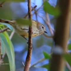 Acanthiza lineata (Striated Thornbill) at Ulladulla - Millards Creek - 9 Apr 2017 by Charles Dove