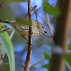 Acanthiza lineata at Ulladulla, NSW - 10 Apr 2017