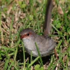 Malurus cyaneus (Superb Fairywren) at Undefined - 11 Apr 2017 by Charles Dove